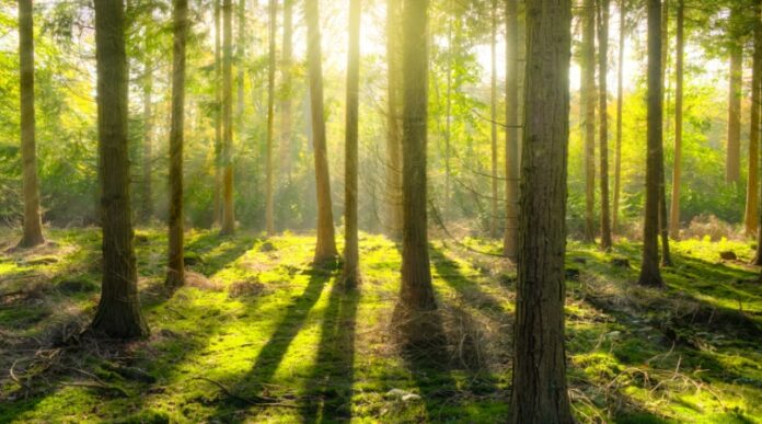 šuma šume pošumljavanje šuma šume pošumljavanje