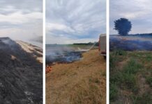 Ватрогасци из Бођана брзом интервенцијом спречили ширење пожара ка пољопривредним усевима DVD Bođani 1935 Intervencija